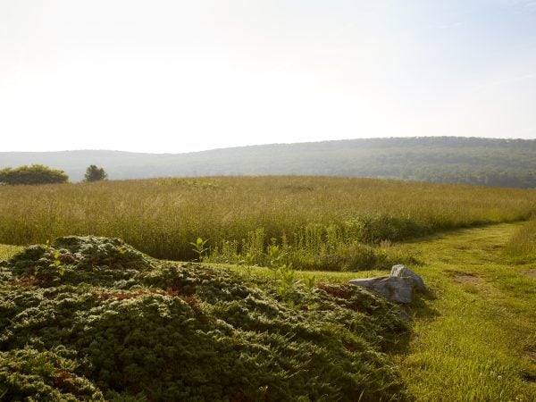 a grassy field with rocks