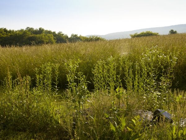 a field of green plants