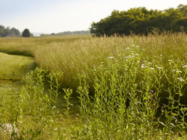 a field of grass with flowers