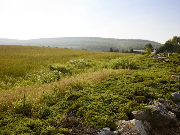 a grassy field with rocks and trees