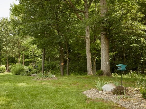 Image of a backyard garden