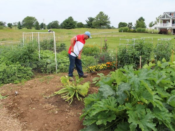 a man in a garden