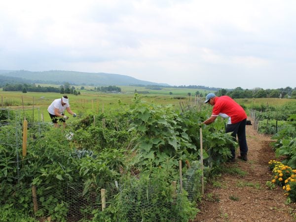 people working in a plantation