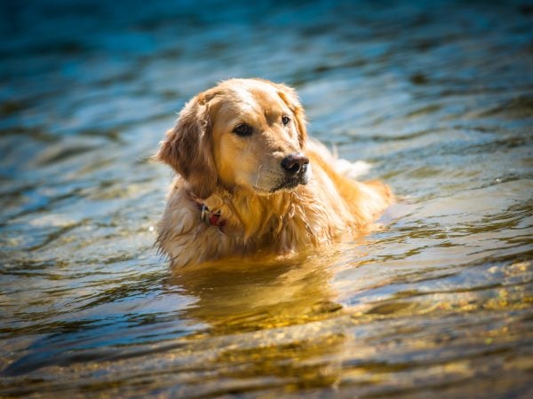a dog swimming in water