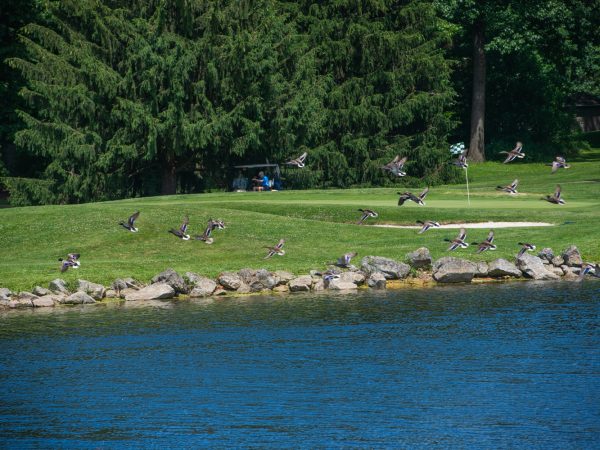 a group of birds on a rock by a body of water