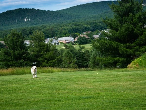 a dog in a field